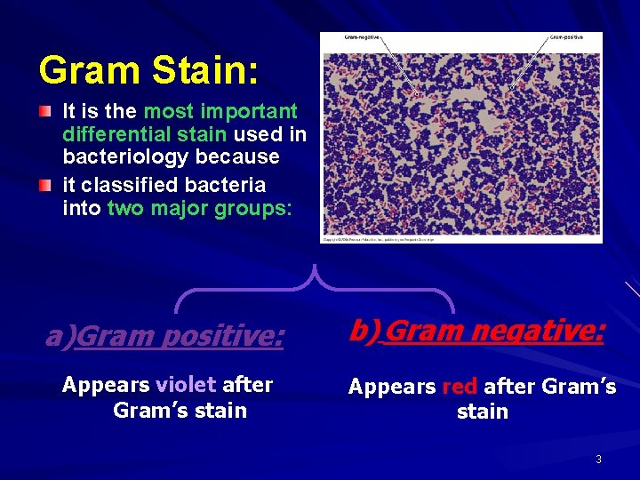 Gram Stain: It is the most important differential stain used in bacteriology because it