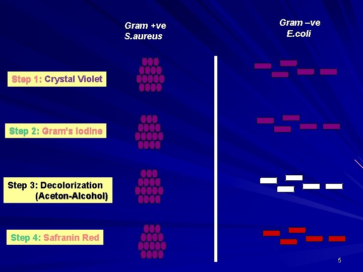 Gram +ve S. aureus Gram –ve E. coli Step 1: Crystal Violet Step 2: