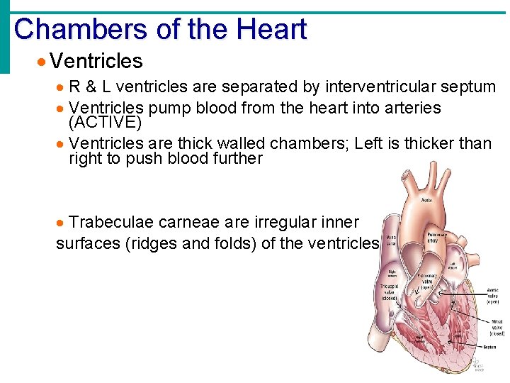 Chambers of the Heart Ventricles R & L ventricles are separated by interventricular septum