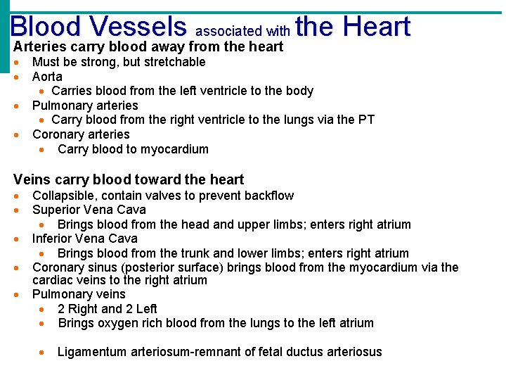 Blood Vessels associated with the Heart Arteries carry blood away from the heart Must