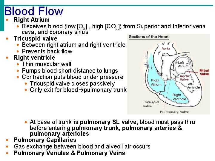 Blood Flow Right Atrium Receives blood (low [O 2] , high [CO 2]) from