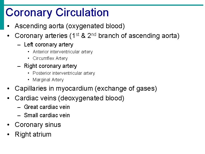 Coronary Circulation • Ascending aorta (oxygenated blood) • Coronary arteries (1 st & 2