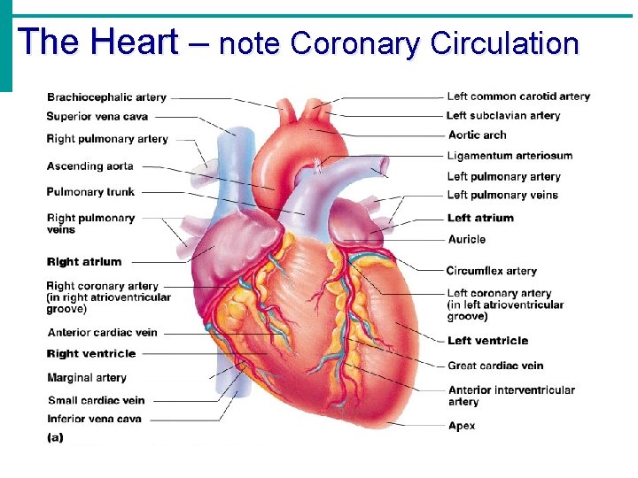 The Heart – note Coronary Circulation 