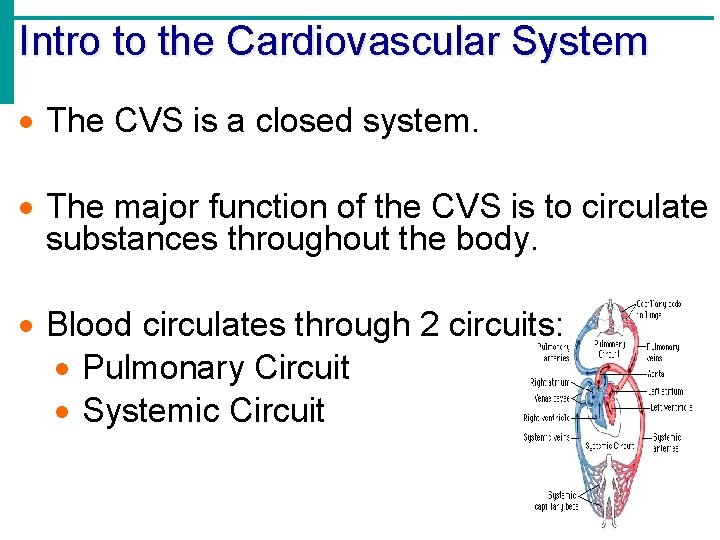 Intro to the Cardiovascular System The CVS is a closed system. The major function