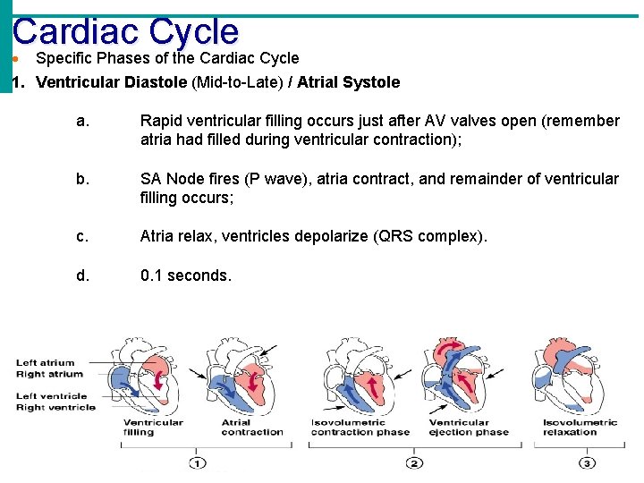 Cardiac Cycle Specific Phases of the Cardiac Cycle 1. Ventricular Diastole (Mid-to-Late) / Atrial