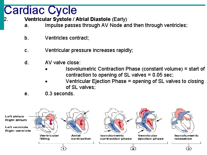 Cardiac Cycle 2. Ventricular Systole / Atrial Diastole (Early) a. Impulse passes through AV