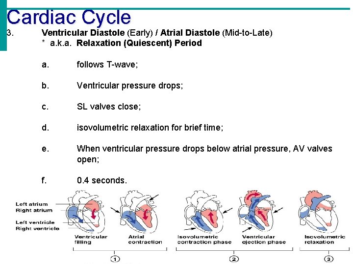 Cardiac Cycle 3. Ventricular Diastole (Early) / Atrial Diastole (Mid-to-Late) * a. k. a.