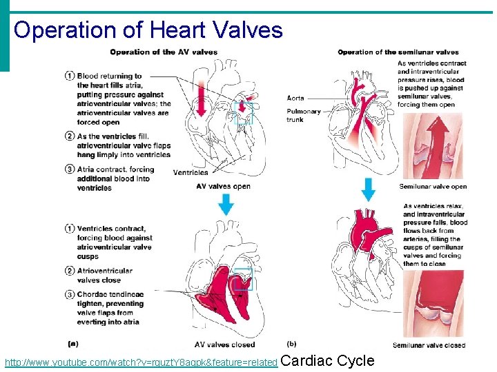 Operation of Heart Valves http: //www. youtube. com/watch? v=rguzt. Y 8 aqpk&feature=related Cardiac Cycle