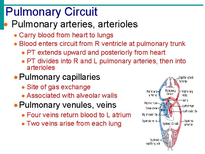 Pulmonary Circuit Pulmonary arteries, arterioles Carry blood from heart to lungs Blood enters circuit