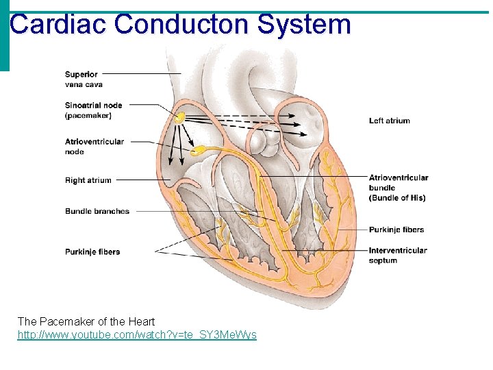 Cardiac Conducton System The Pacemaker of the Heart http: //www. youtube. com/watch? v=te_SY 3