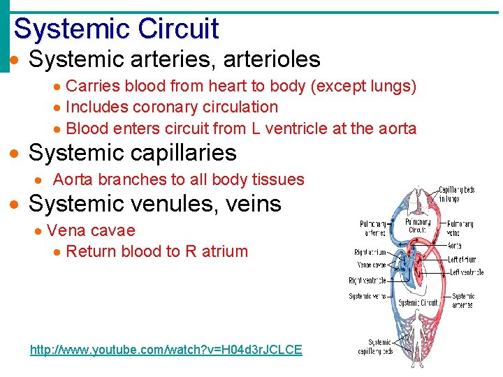 Systemic Circuit Systemic arteries, arterioles Carries blood from heart to body (except lungs) Includes