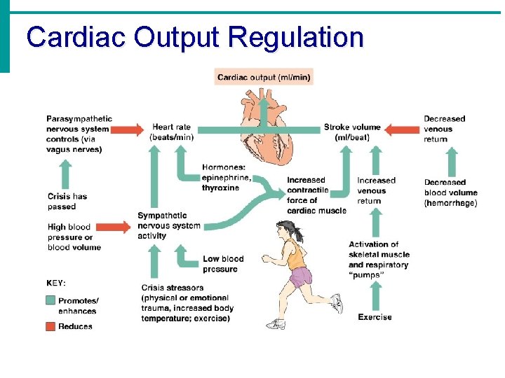 Cardiac Output Regulation 