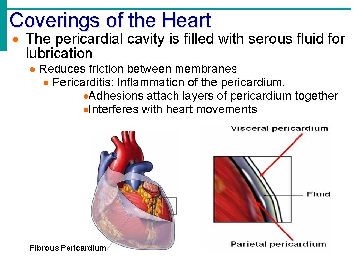 Coverings of the Heart The pericardial cavity is filled with serous fluid for lubrication