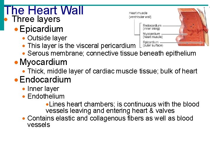 The Heart Wall Three layers Epicardium Outside layer This layer is the visceral pericardium