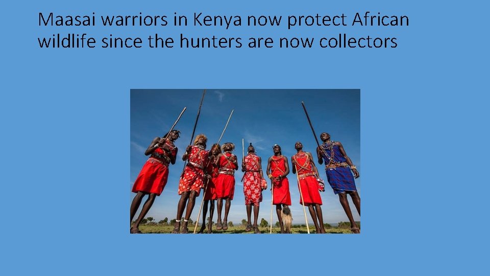 Maasai warriors in Kenya now protect African wildlife since the hunters are now collectors