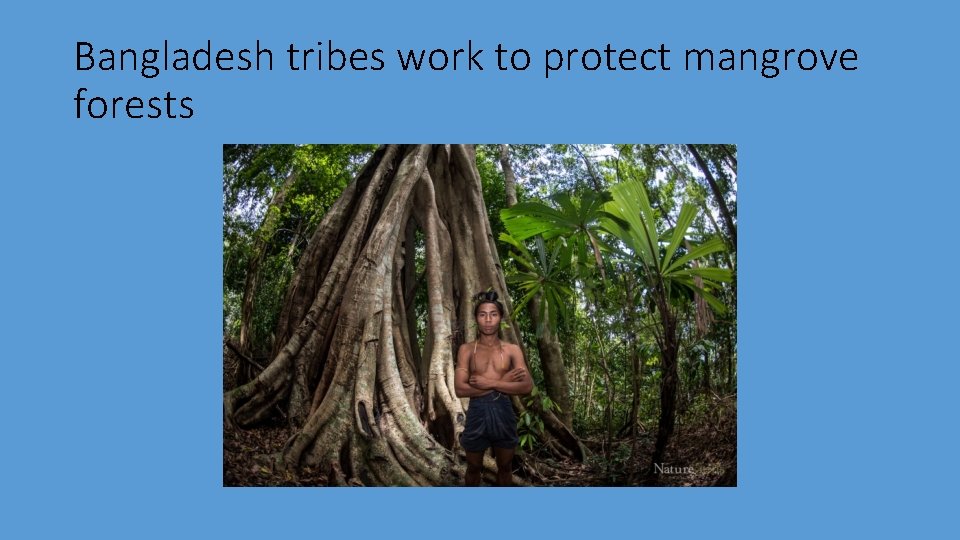 Bangladesh tribes work to protect mangrove forests 