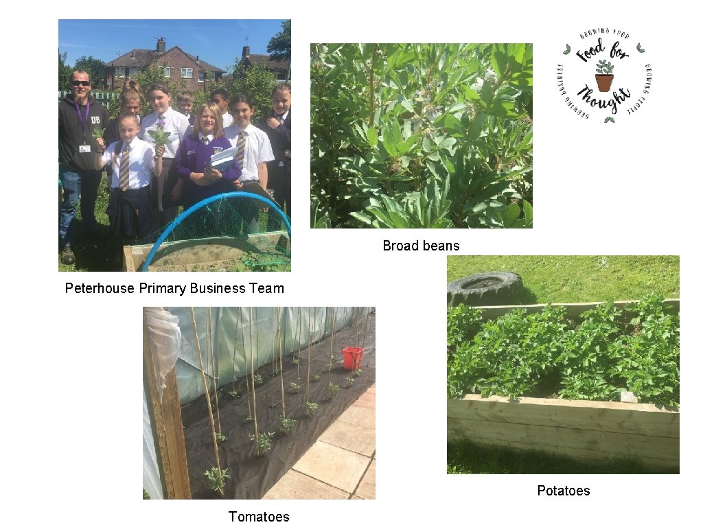 Broad beans Peterhouse Primary Business Team Potatoes Tomatoes 