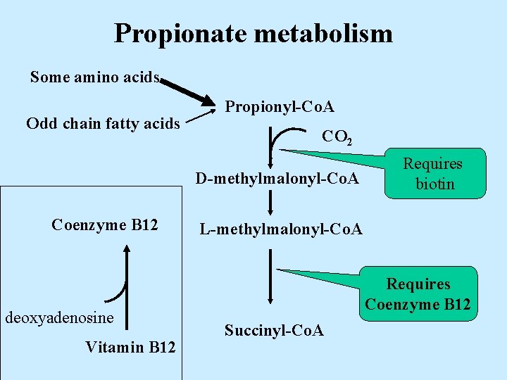 Propionate metabolism Some amino acids Odd chain fatty acids Propionyl-Co. A CO 2 D-methylmalonyl-Co.