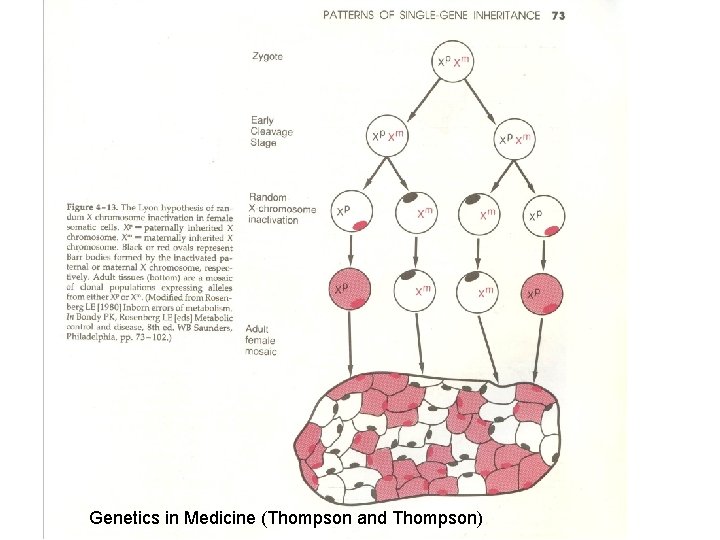  • Şekil 3 Genetics in Medicine (Thompson and Thompson) 