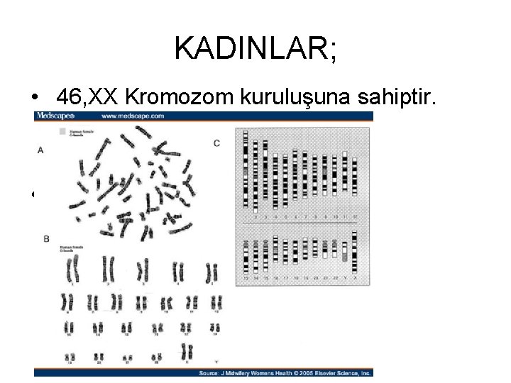 KADINLAR; • 46, XX Kromozom kuruluşuna sahiptir. • Karyotip…. Şekil 1 