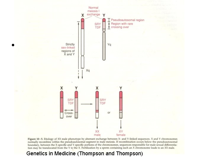  • Şekil 7 Genetics in Medicine (Thompson and Thompson) 