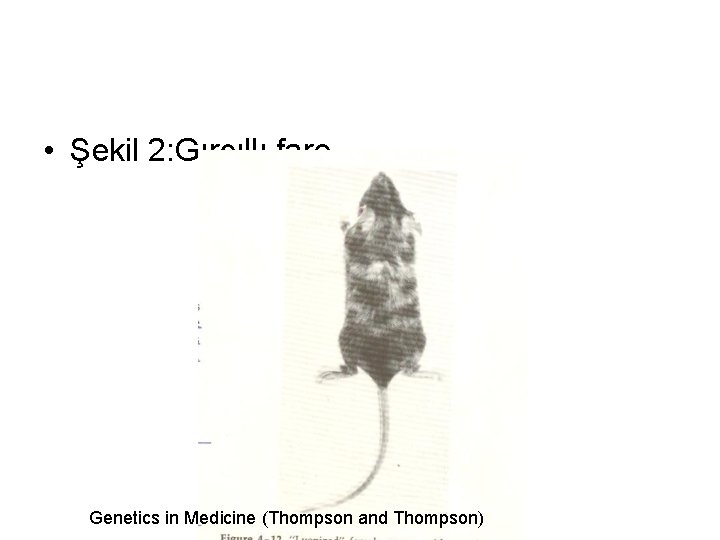  • Şekil 2: Gırcıllı fare Genetics in Medicine (Thompson and Thompson) 