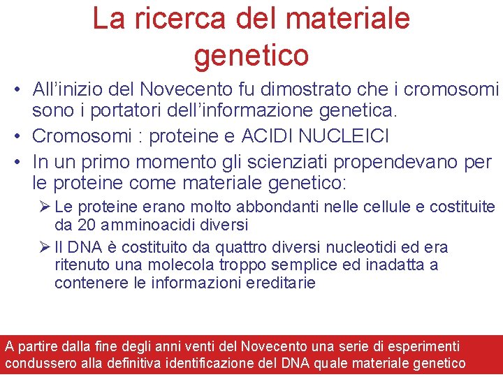 La ricerca del materiale genetico • All’inizio del Novecento fu dimostrato che i cromosomi