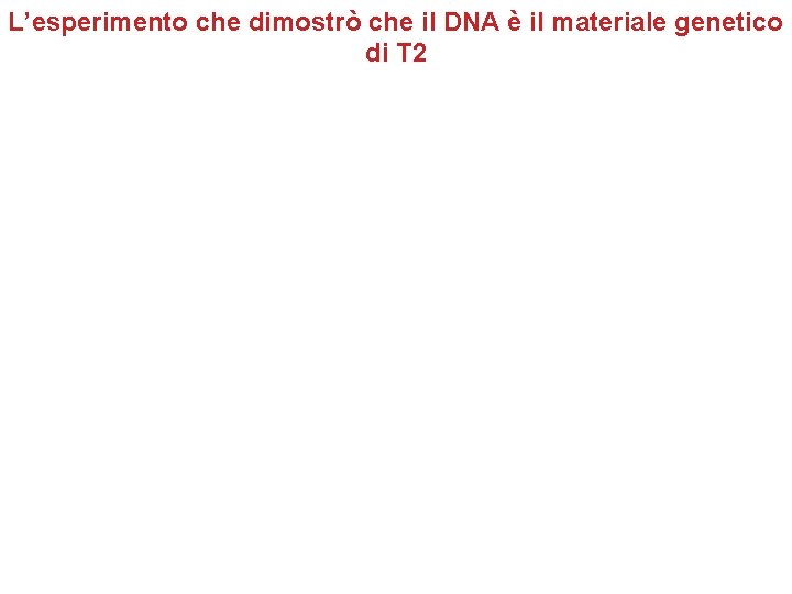 L’esperimento che dimostrò che il DNA è il materiale genetico di T 2 