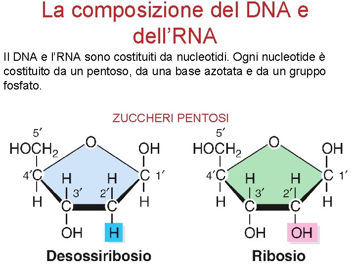 La composizione del DNA e dell’RNA Il DNA e l’RNA sono costituiti da nucleotidi.