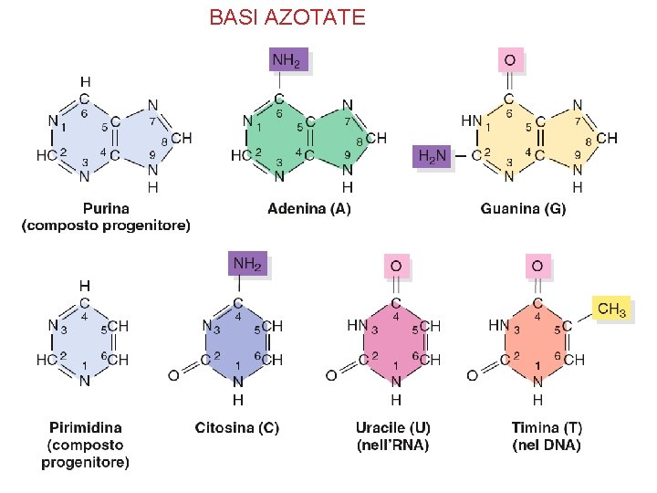 BASI AZOTATE 