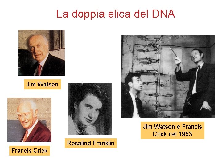 La doppia elica del DNA Jim Watson e Francis Crick nel 1953 Rosalind Franklin