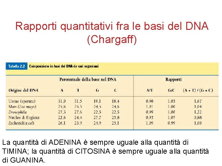 Rapporti quantitativi fra le basi del DNA (Chargaff) La quantità di ADENINA è sempre