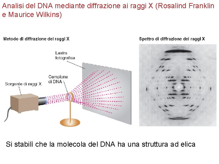 Analisi del DNA mediante diffrazione ai raggi X (Rosalind Franklin e Maurice Wilkins) Si