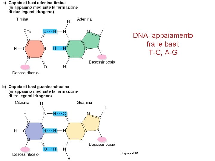 DNA, appaiamento fra le basi: T-C, A-G Figura 2. 12 Peter J Russell, Genetica