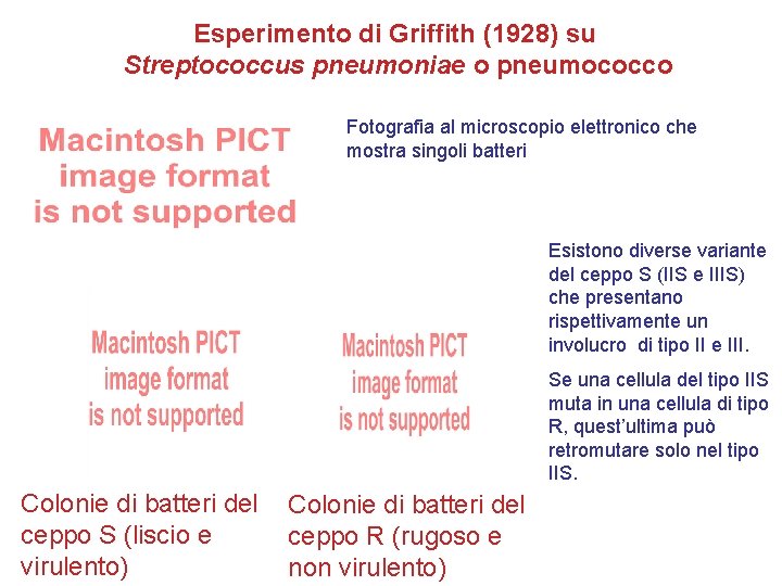 Esperimento di Griffith (1928) su Streptococcus pneumoniae o pneumococco Fotografia al microscopio elettronico che