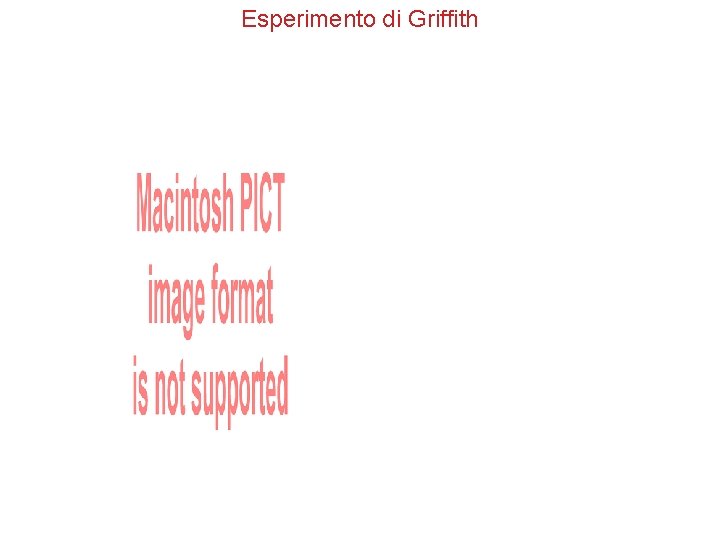 Esperimento di Griffith 