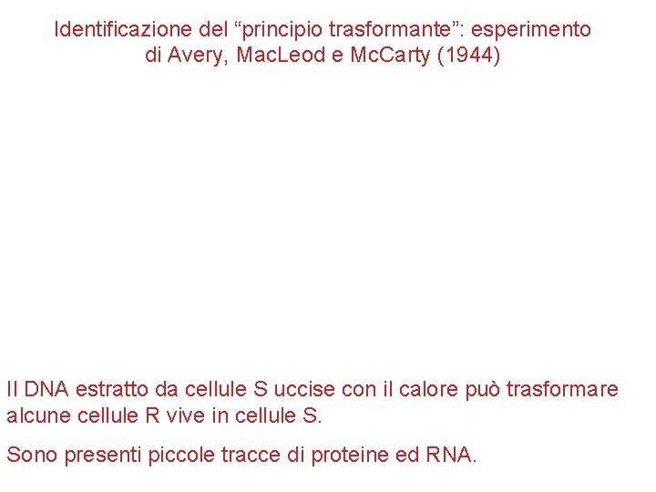 Identificazione del “principio trasformante”: esperimento di Avery, Mac. Leod e Mc. Carty (1944) Il