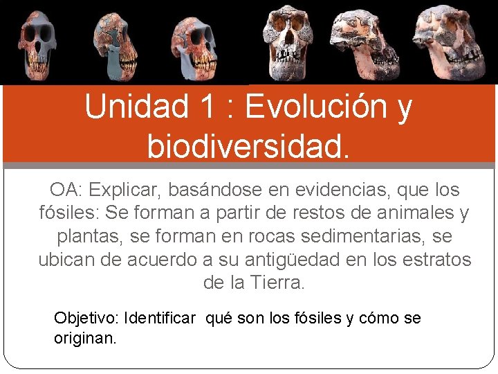 Unidad 1 : Evolución y biodiversidad. OA: Explicar, basándose en evidencias, que los fósiles: