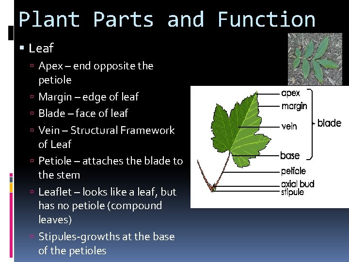 Plant Parts and Function Leaf Apex – end opposite the petiole Margin – edge