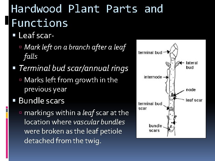 Hardwood Plant Parts and Functions Leaf scar- Mark left on a branch after a