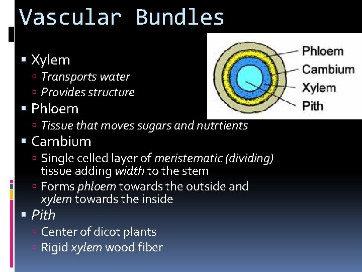 Vascular Bundles Xylem Transports water Provides structure Phloem Tissue that moves sugars and nutrtients