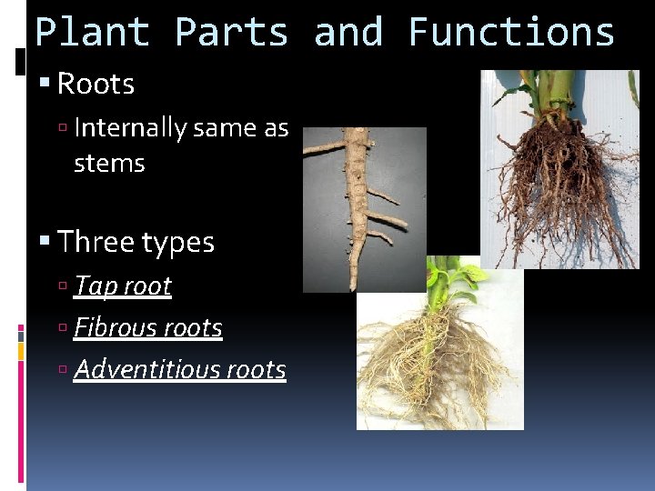 Plant Parts and Functions Roots Internally same as stems Three types Tap root Fibrous