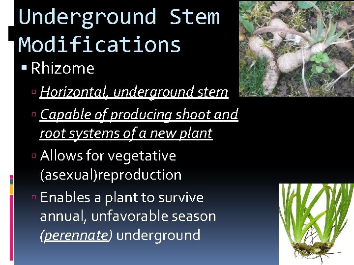 Underground Stem Modifications Rhizome Horizontal, underground stem Capable of producing shoot and root systems