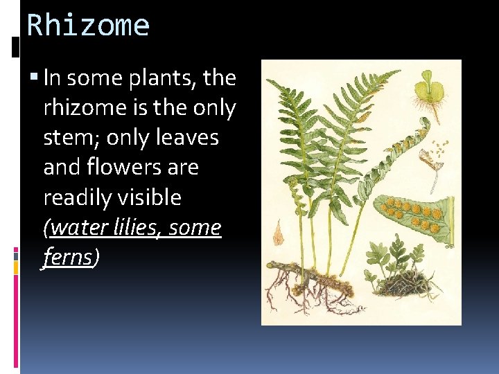 Rhizome In some plants, the rhizome is the only stem; only leaves and flowers
