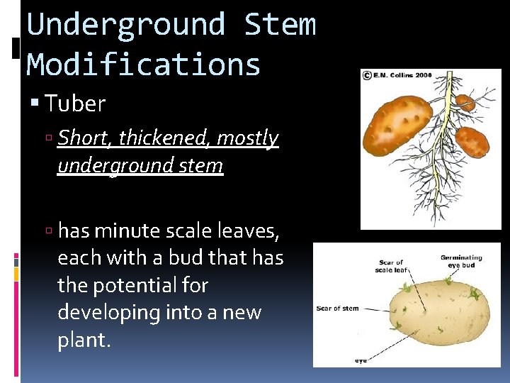 Underground Stem Modifications Tuber Short, thickened, mostly underground stem has minute scale leaves, each