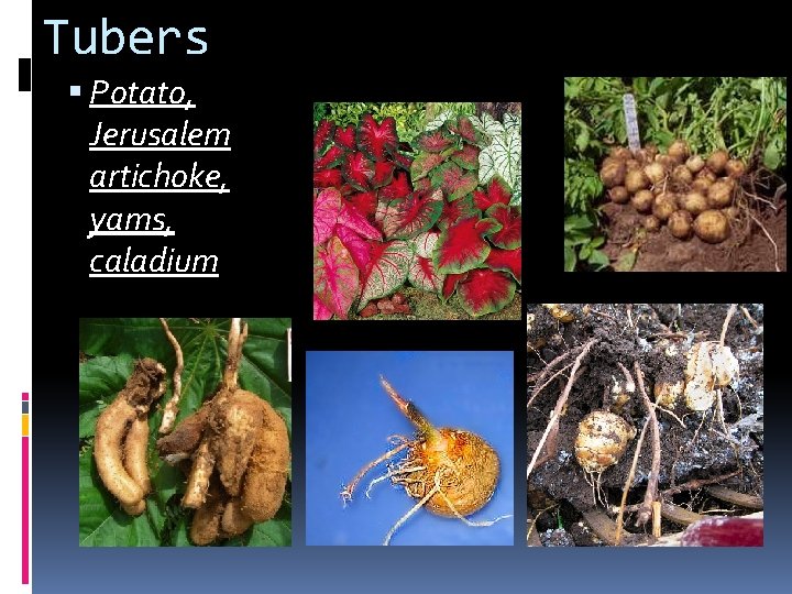 Tubers Potato, Jerusalem artichoke, yams, caladium 