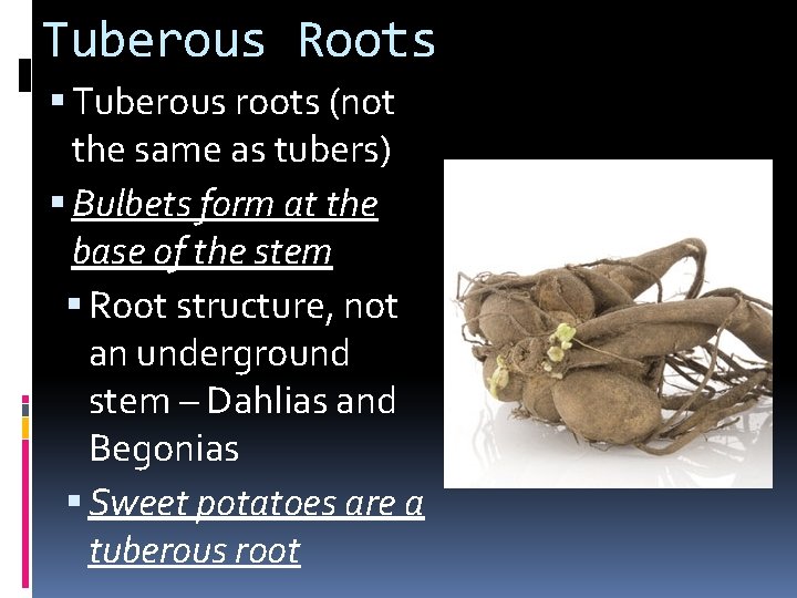 Tuberous Roots Tuberous roots (not the same as tubers) Bulbets form at the base