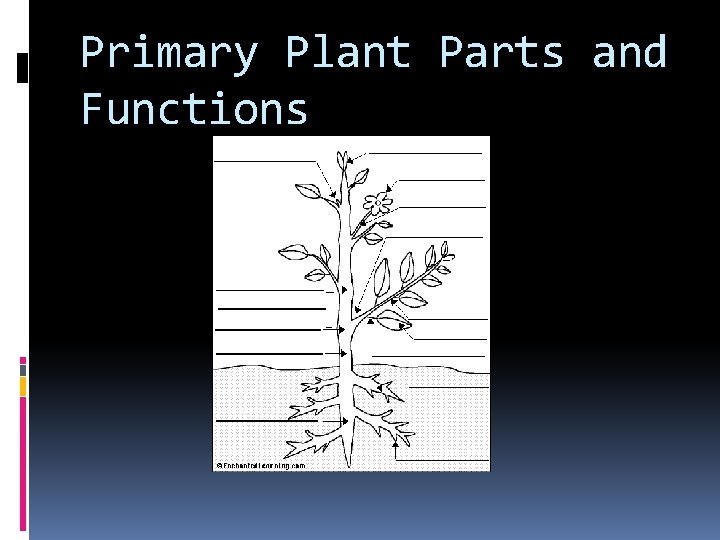 Primary Plant Parts and Functions 