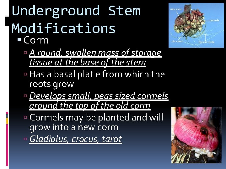 Underground Stem Modifications Corm A round, swollen mass of storage tissue at the base