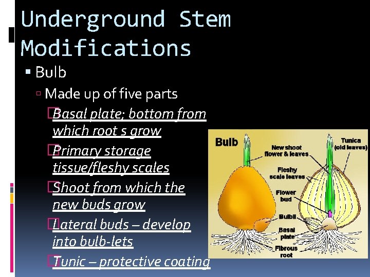 Underground Stem Modifications Bulb Made up of five parts � Basal plate; bottom from